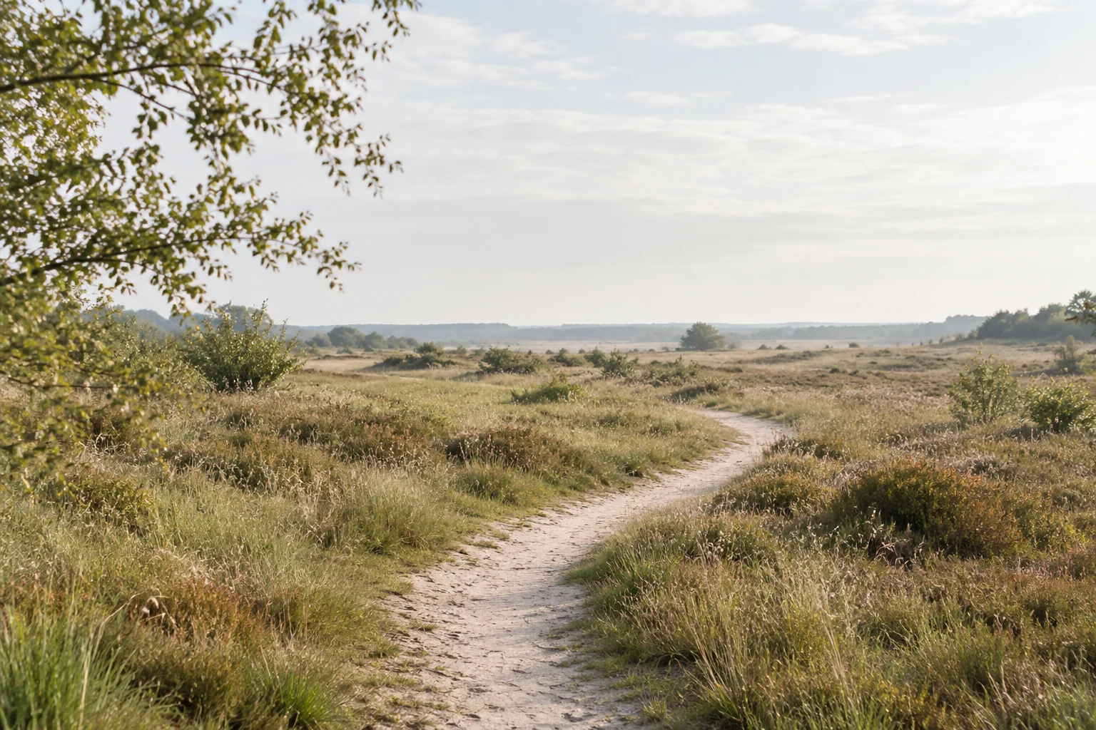 Een rustig zandpad door open natuur met olijfgroene begroeiing